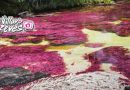 ¡Vuelve la magia de Caño Cristales!